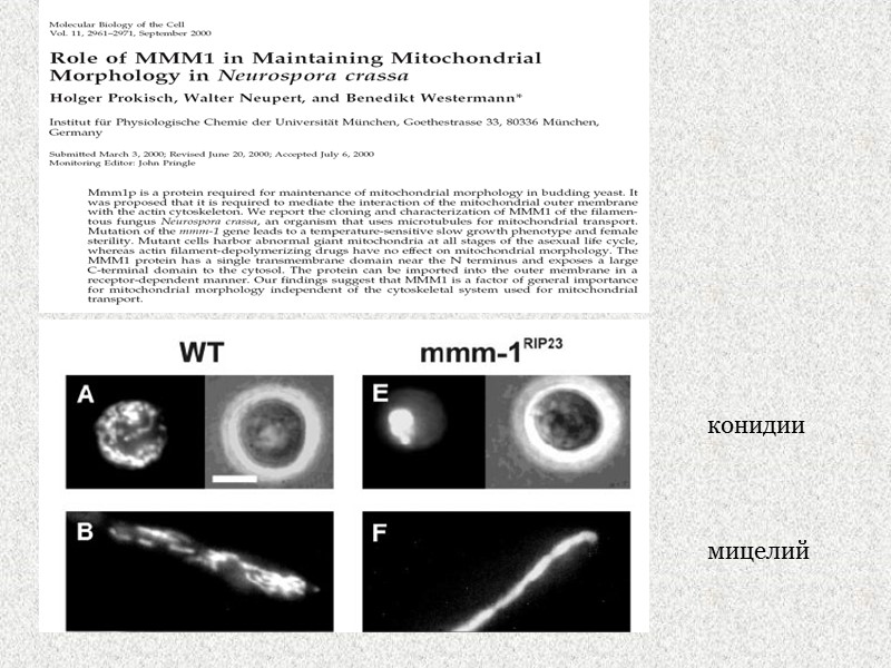 конидии мицелий